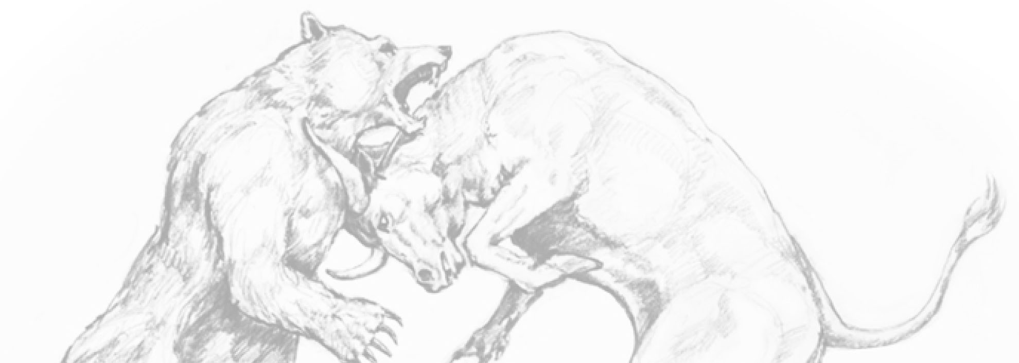 Bear & Bull Sketch
